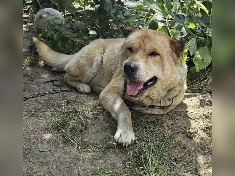 SOS Notfall Max sucht dringend Pflege- oder Endstelle