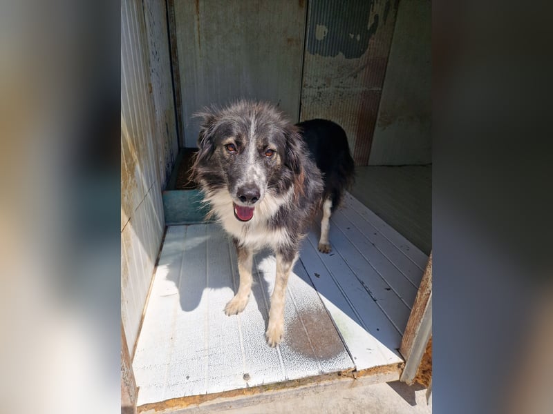 Ruhige Seele Angel sucht ihr Zuhause (D/CH/LUX)