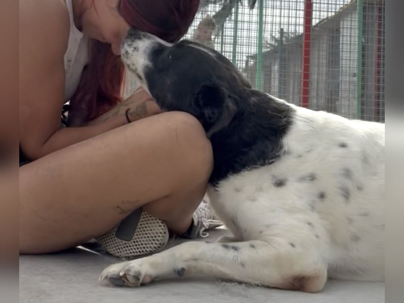 Akira - 4 Jahre, lieb, verschmust, freundlich, verträglich mit Artgenossen