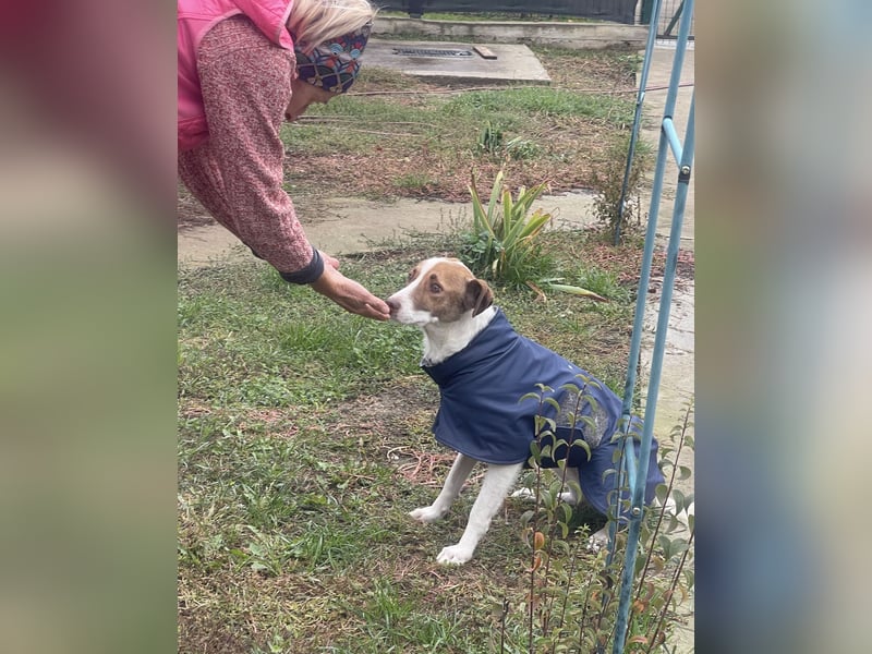 Babette - 3-jährige, liebe, sanfte Hündin mit Diabetes