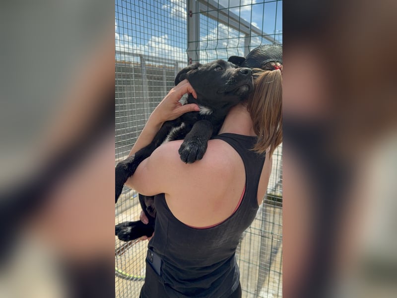 Welpe Nero sucht seine Familie (D/CH/LUX)