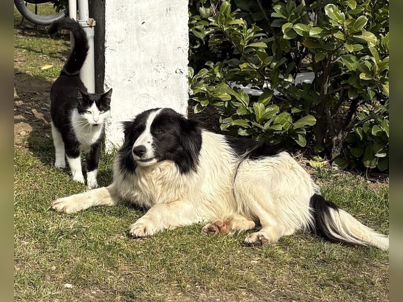 Liebe Tessa sucht ein Zuhause mit Mama Ria (D/ LUX/ CH)