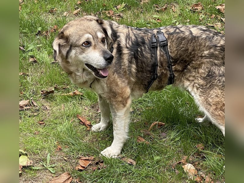 Bella - schwer misshandelte Hündin sucht Glück