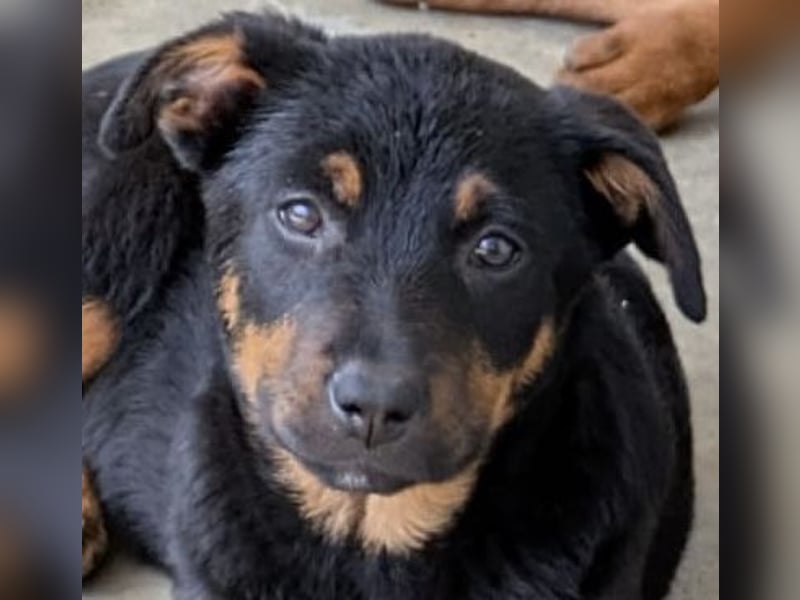 Welpenmädchen Dina sucht Körbchen (D/CH/LUX)