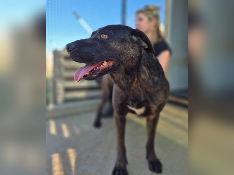 Paula - verschmuster Cane Corso-Mix