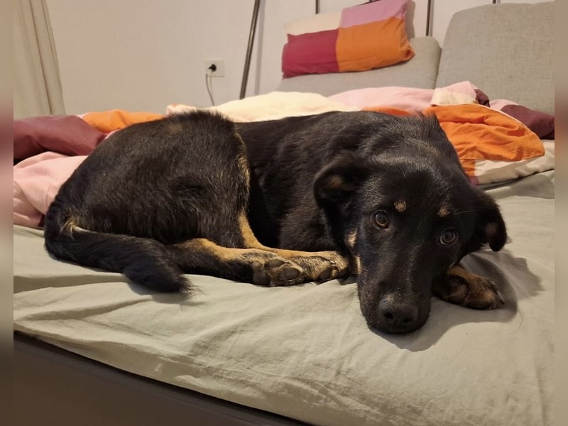 Welpe Leia - kennt Hunde, Katzen, Kinder (Vermittlung D/ LUX/ CH)