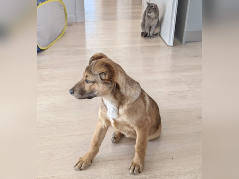 Welpe Leo - mag Katzen, Hunde und Kinder