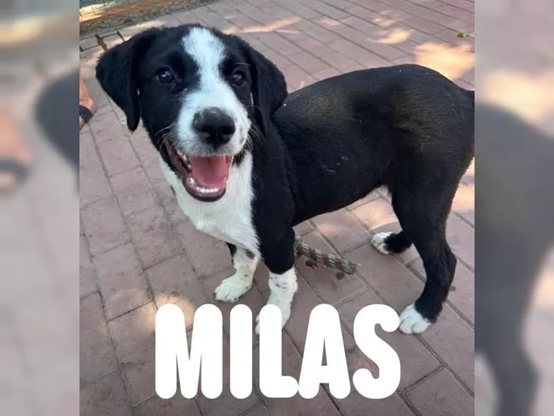 Welpe Milas - Wo sind seine Menschen?