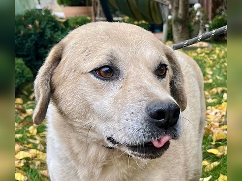 Max - verschmuster Labi-Mix