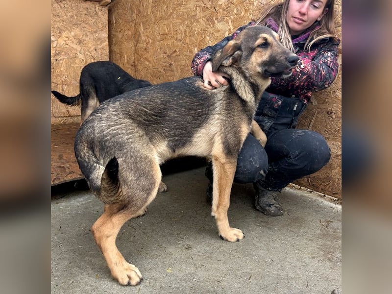 Pedro - Sonnenschein sucht Zuhause