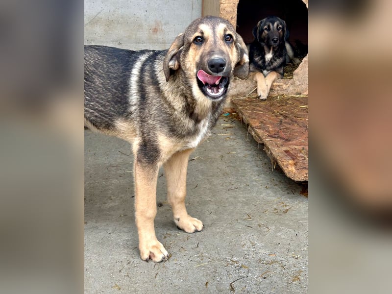 Pedro - Sonnenschein sucht Zuhause