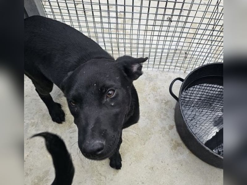 Welpe Blacky - wer gibt einem schwarzen Welpen eine Chance?