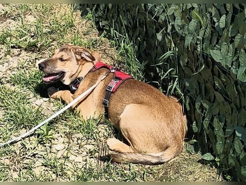 Welpe Leo - mag Katzen, Hunde und Kinder