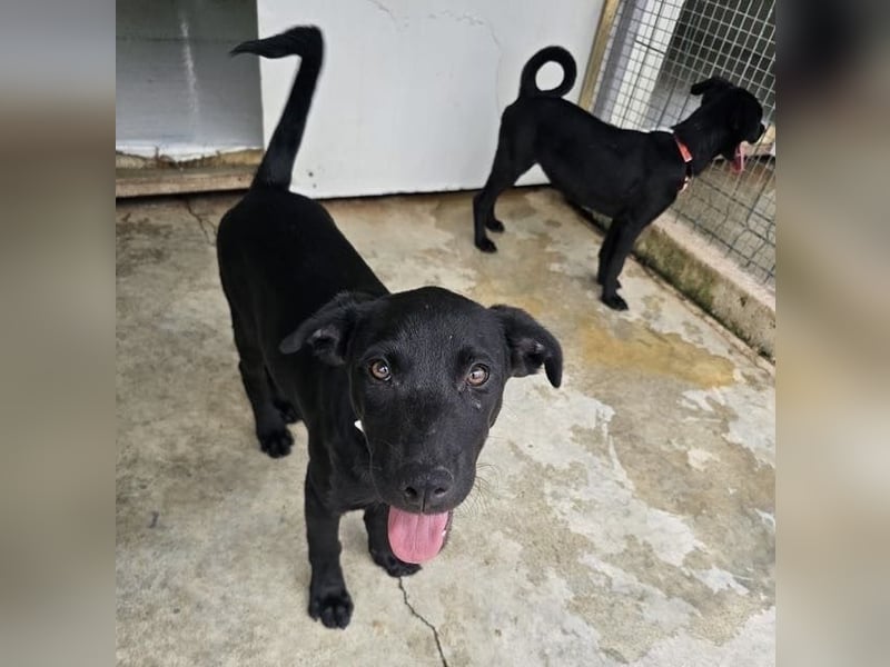 Welpe Blacky - wer gibt einem schwarzen Welpen eine Chance?