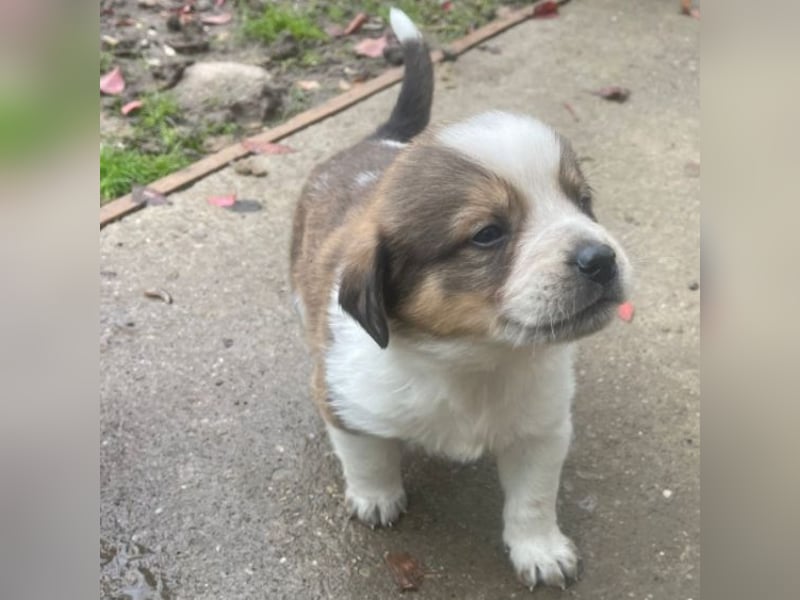 Nuggets - Kleiner Entdecker