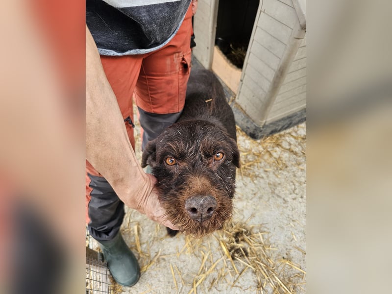 Brownie - liebevolle Seniorin sucht Gnadenplatz