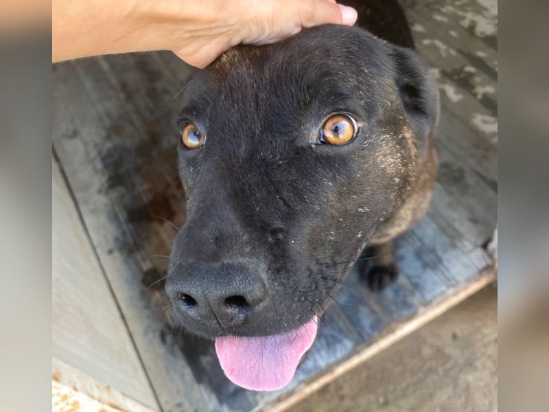 Paula - verschmuster Cane Corso-Mix