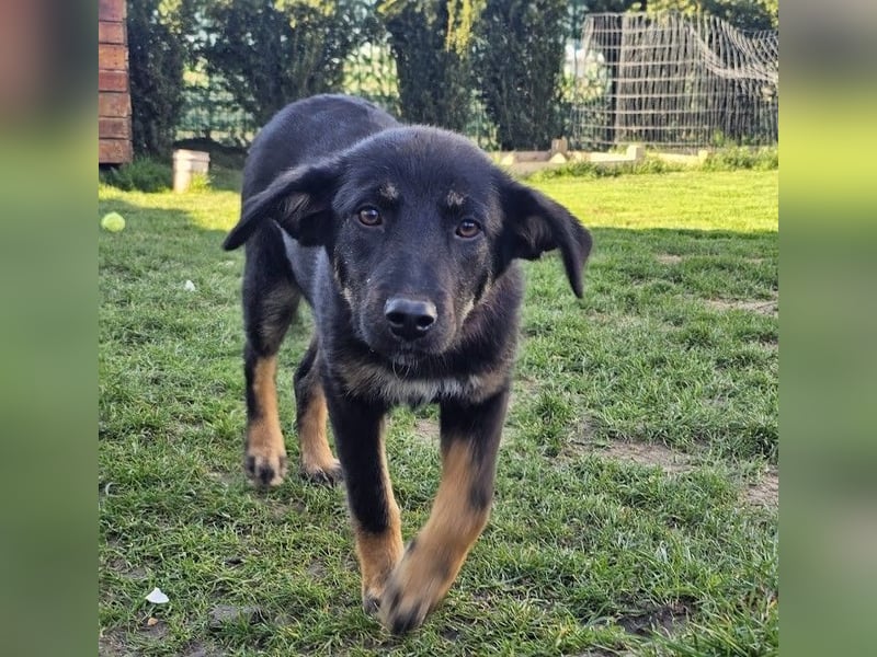 Welpe Leia - kennt Hunde, Katzen, Kinder (Vermittlung D/ LUX/ CH)