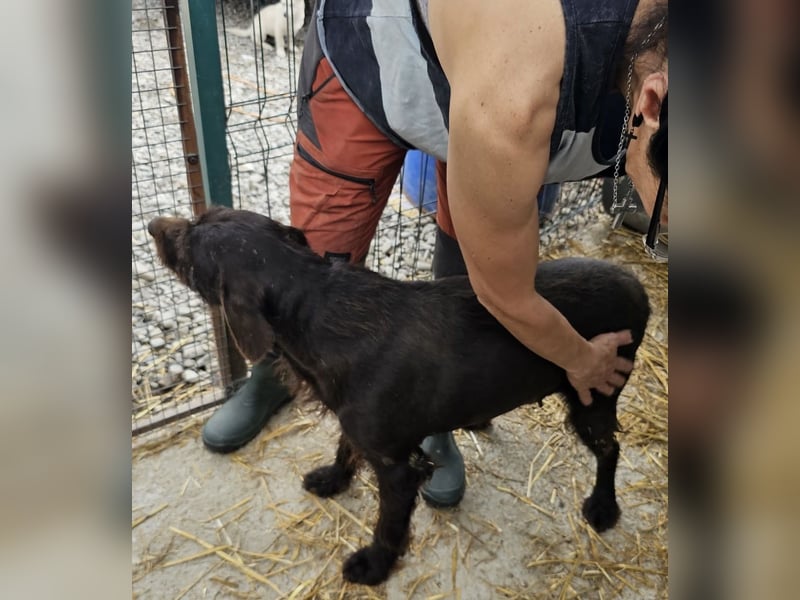 Brownie - liebevolle Seniorin sucht Gnadenplatz