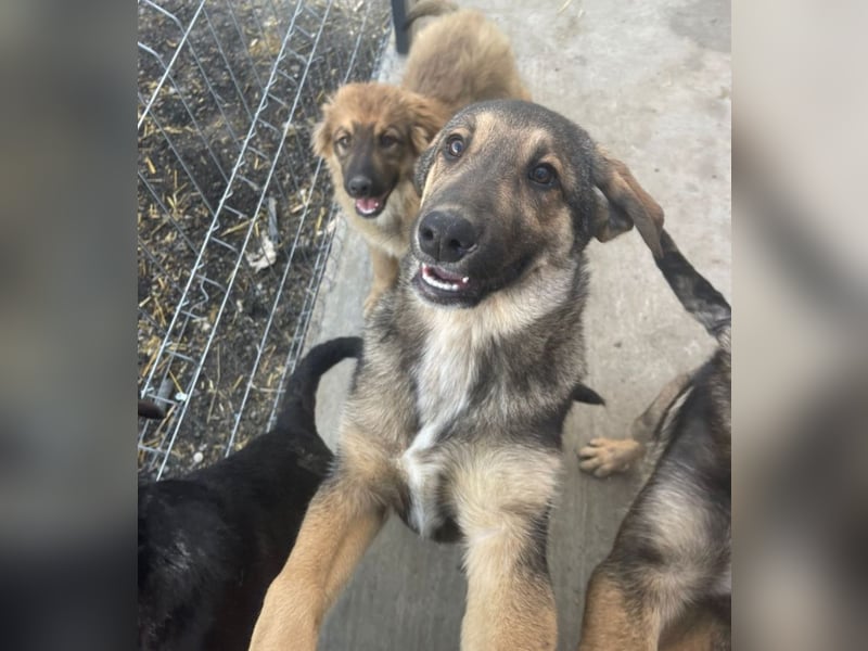 Pedro - Sonnenschein sucht Zuhause