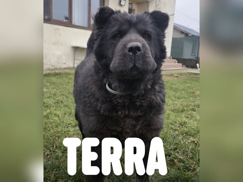 Chow-Mix-Terra - lieb, menschenbezogen, unkompliziert