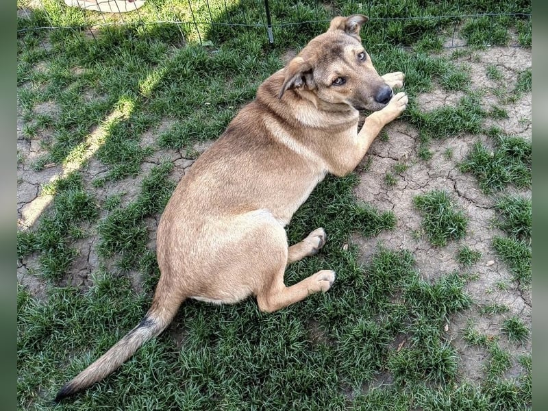 Welpe Leo - mag Katzen, Hunde und Kinder