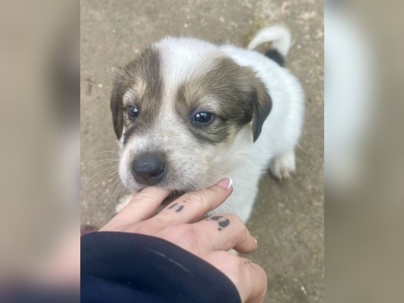 Die süße Nelly möchte so gerne ein Zuhause in D!