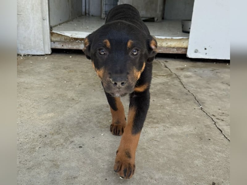 Welpenmädchen Dina sucht Körbchen (D/CH/LUX)