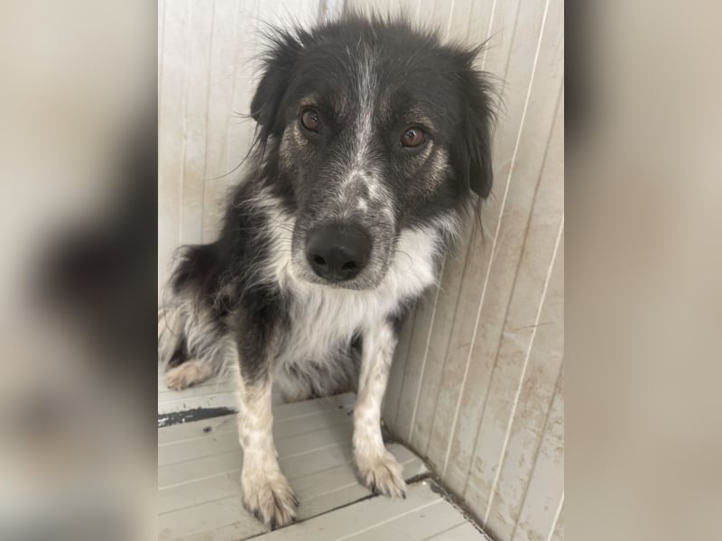 Ruhige Seele Angel sucht ihr Zuhause (D/CH/LUX)
