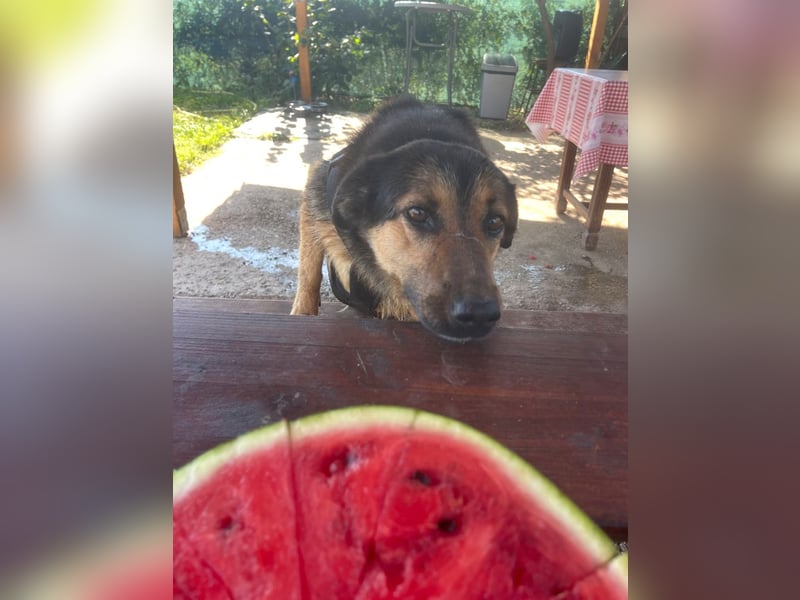 Raya - wartet seit 8 Jahren im Tierheim 