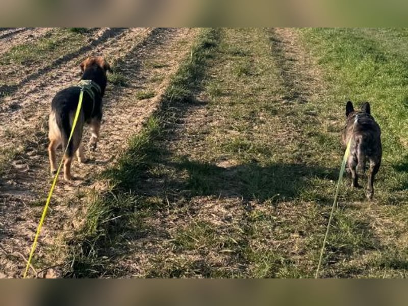 Lieber Schäfi-Mix Loki in 60437 Frankfurt