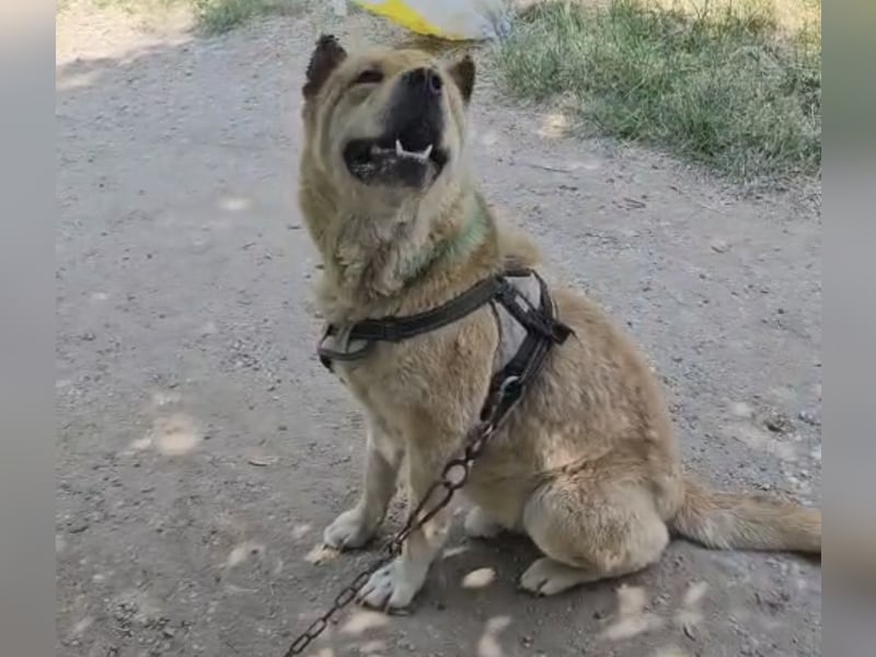 SOS Notfall Max sucht dringend Pflege- oder Endstelle
