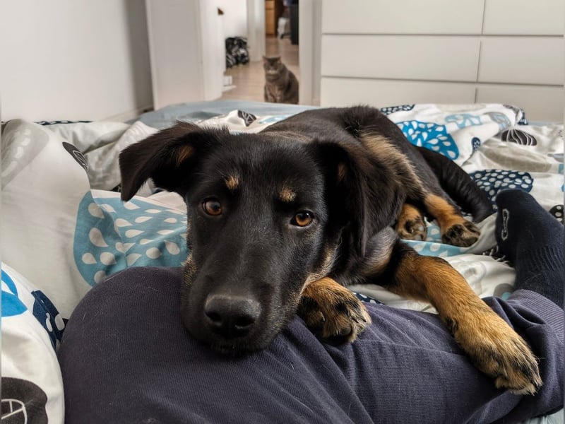 Welpe Leia - kennt Hunde, Katzen, Kinder (Vermittlung D/ LUX/ CH)