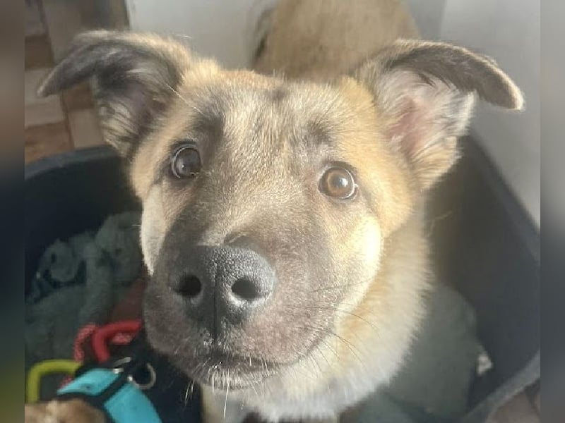 Welpe Samir - angefahren und zurückgelassen