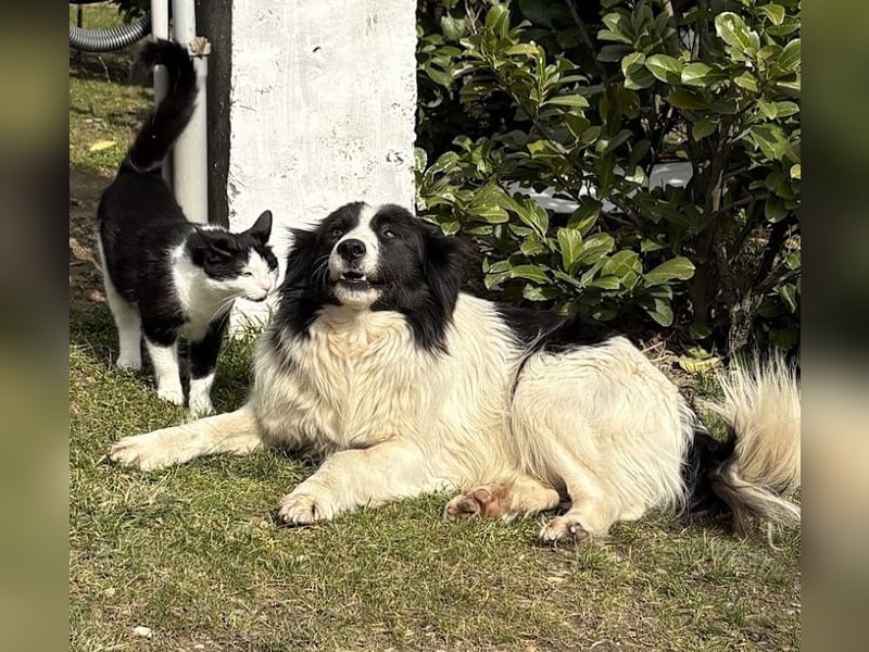 Liebe Tessa sucht ein Zuhause mit Mama Ria (D/ LUX/ CH)