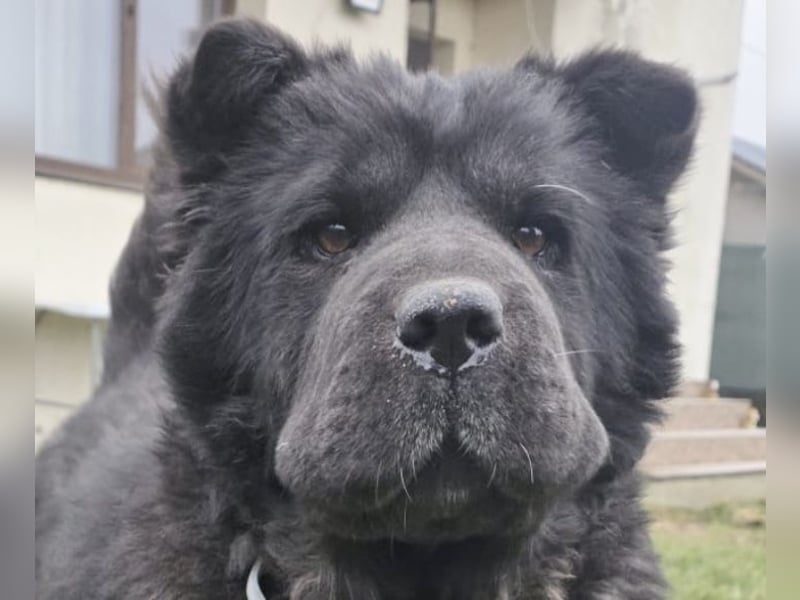 Chow-Mix-Terra - lieb, menschenbezogen, unkompliziert