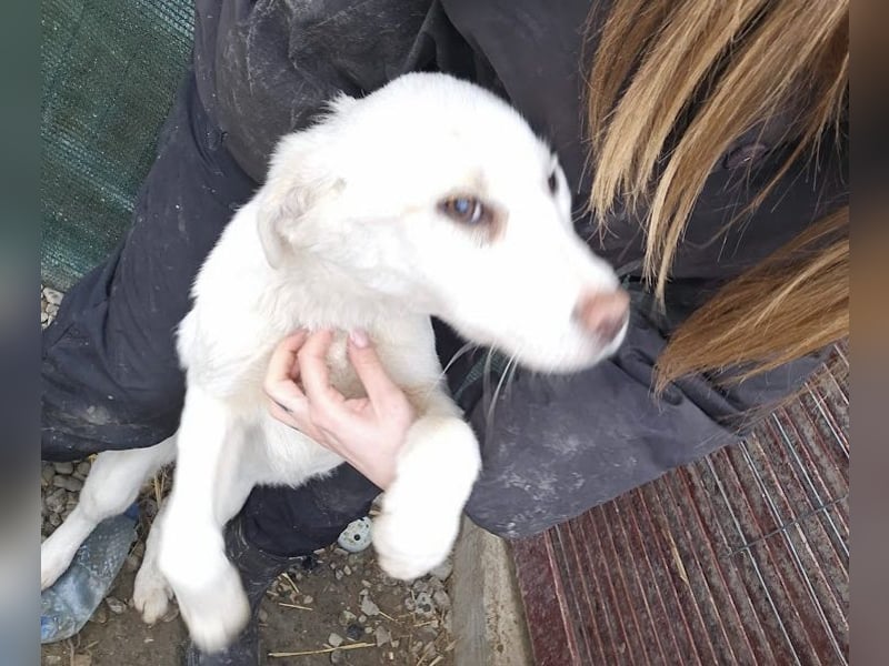 Welpenmädchen Kerry sucht Familie