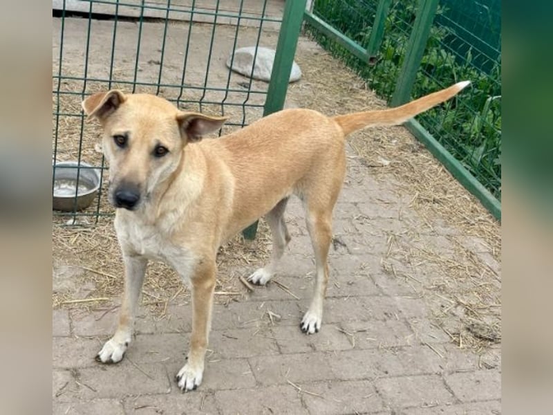 Leni - sehr lieb + sanft