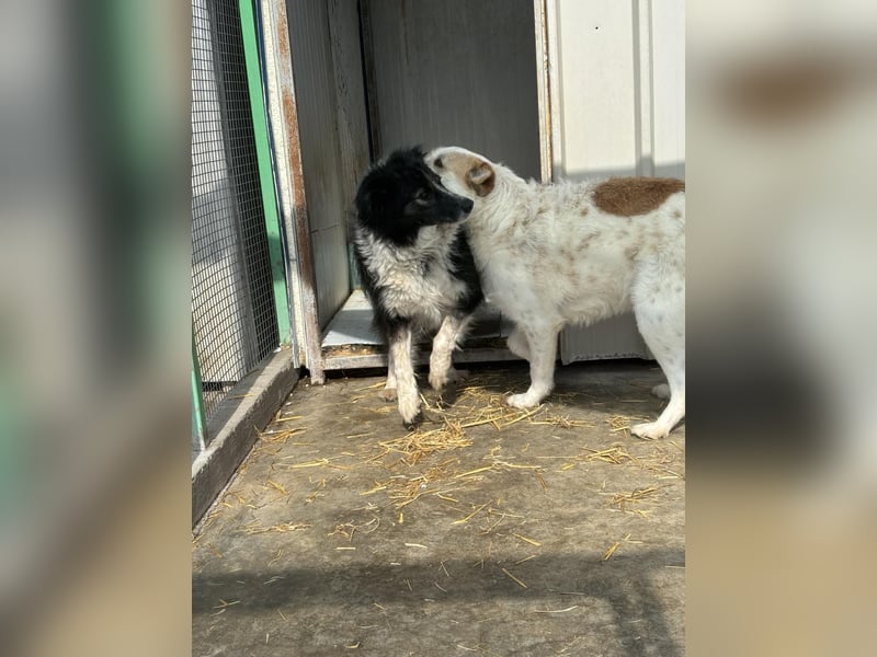 Ruhige Seele Angel sucht ihr Zuhause (D/CH/LUX)