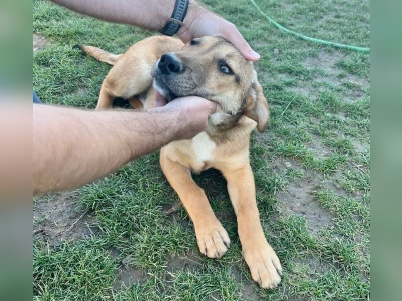 Welpe Leo - mag Katzen, Hunde und Kinder