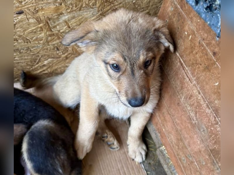 Welpe Thiago - sensibel und sanft - sucht dringend ein Zuhause