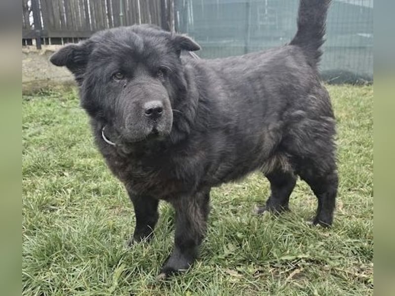 Chow-Mix-Terra - lieb, menschenbezogen, unkompliziert