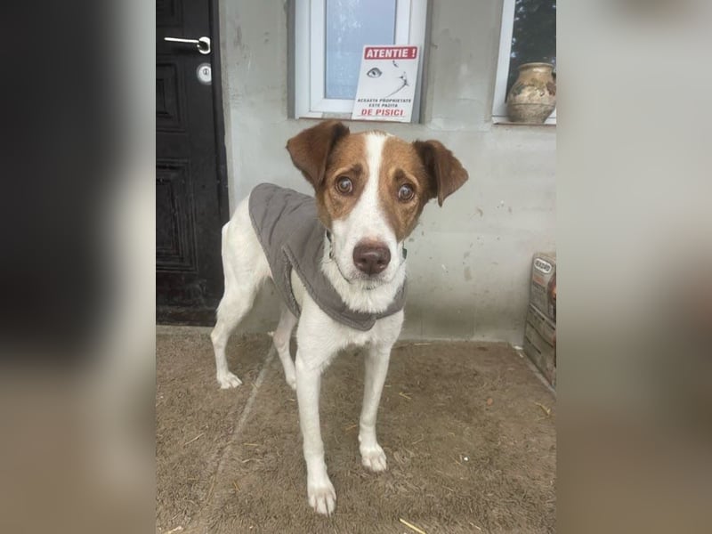 Babette - 3-jährige, liebe, sanfte Hündin mit Diabetes