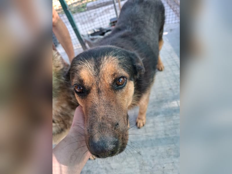 Raya - wartet seit 8 Jahren im Tierheim 