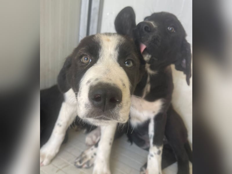 Cassie - freundlich, sanft, liebevoll, verspielt