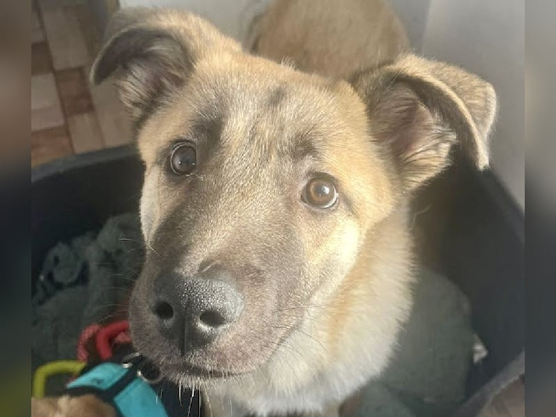 Welpe Samir - angefahren und zurückgelassen