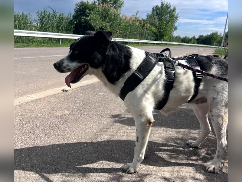 Akira - 4 Jahre, lieb, verschmust, freundlich, verträglich mit Artgenossen