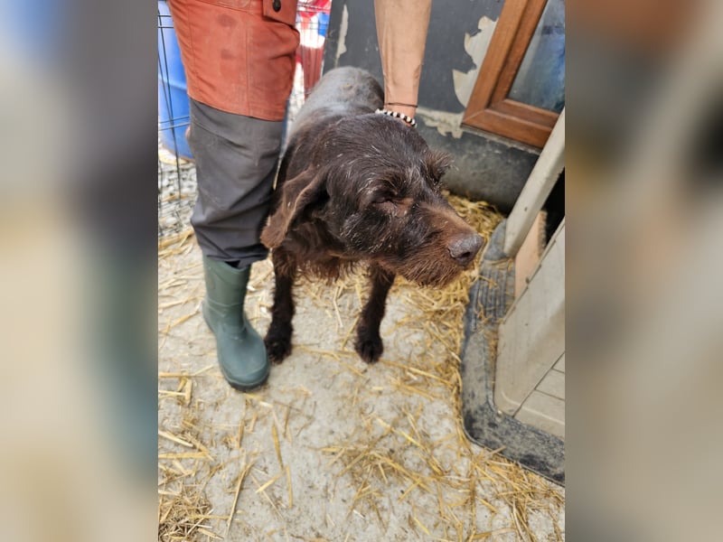 Brownie - liebevolle Seniorin sucht Gnadenplatz