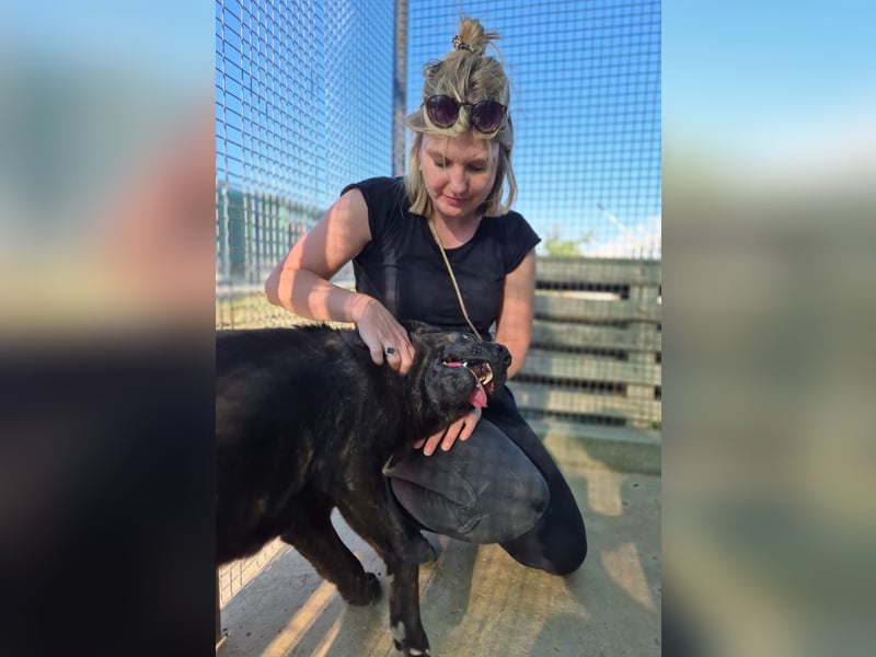 Paula - verschmuster Cane Corso-Mix
