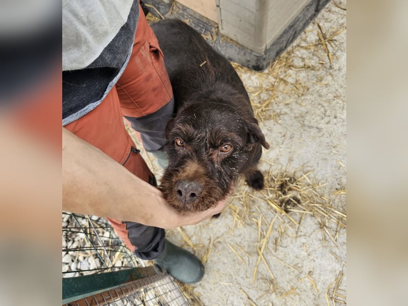 Brownie - liebevolle Seniorin sucht Gnadenplatz